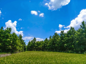 ��ý���؟�׌���၆���F(xi��n)���Ó̼